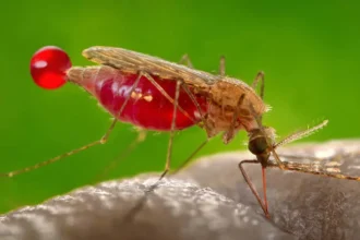 Mosquito, malaria