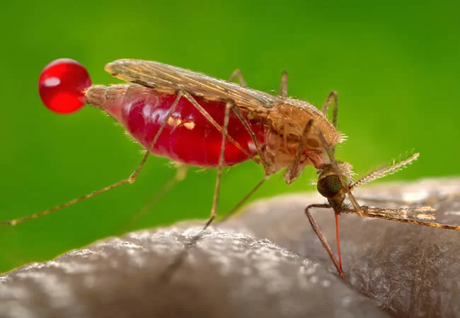 Mosquito, malaria